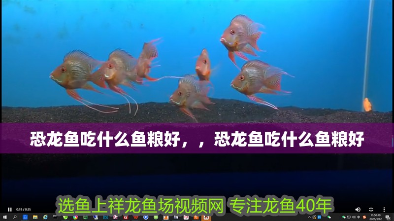 恐龍魚吃什么魚糧好，，恐龍魚吃什么魚糧好