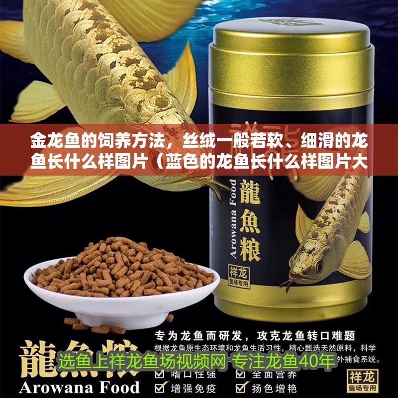 金龍魚的飼養方法，絲絨一般若軟、細滑的龍魚長什么樣圖片（藍色的龍魚長什么樣圖片大全）