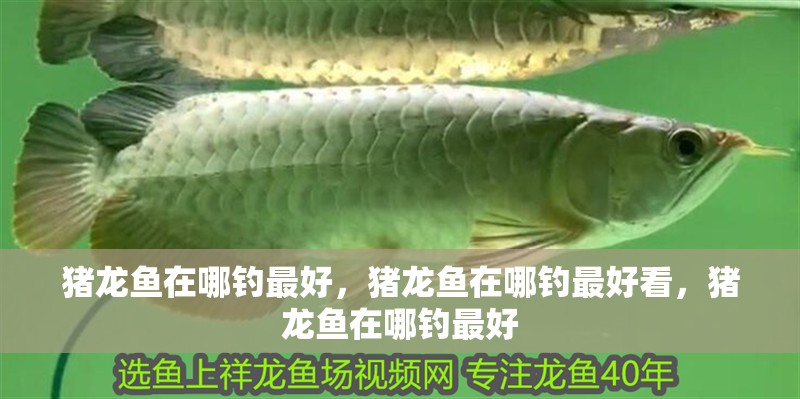 豬龍魚在哪釣最好，豬龍魚在哪釣最好看，豬龍魚在哪釣最好