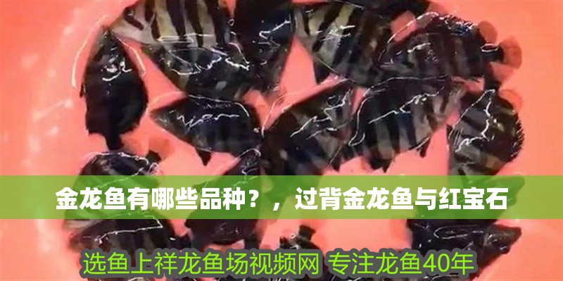 金龍魚有哪些品種？，過背金龍魚與紅寶石