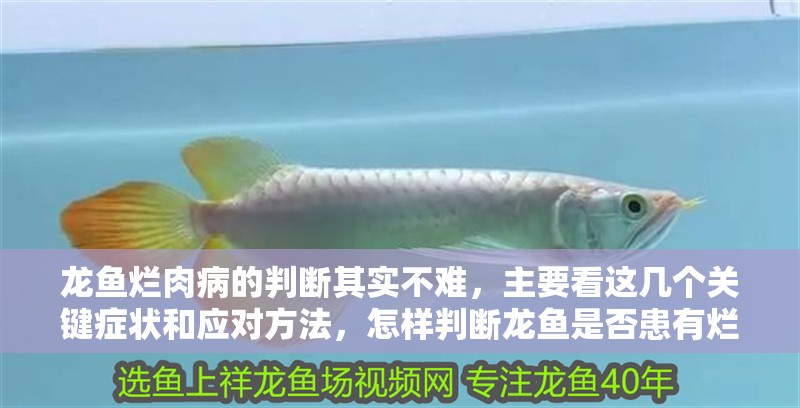 龍魚(yú)爛肉病的判斷其實(shí)不難，主要看這幾個(gè)關(guān)鍵癥狀和應(yīng)對(duì)方法，怎樣判斷龍魚(yú)是否患有爛肉病？
