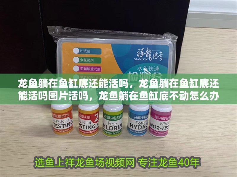 龍魚(yú)躺在魚(yú)缸底還能活嗎，龍魚(yú)躺在魚(yú)缸底還能活嗎圖片活嗎，龍魚(yú)躺在魚(yú)缸底不動(dòng)怎么辦