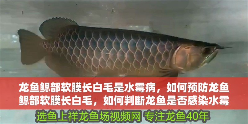 龍魚鰓部軟膜長(zhǎng)白毛是水霉病，如何預(yù)防龍魚鰓部軟膜長(zhǎng)白毛，如何判斷龍魚是否感染水霉病
