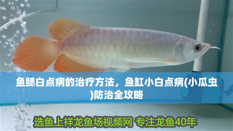 魚鰓白點病的治療方法，魚缸小白點病(小瓜蟲)防治全攻略