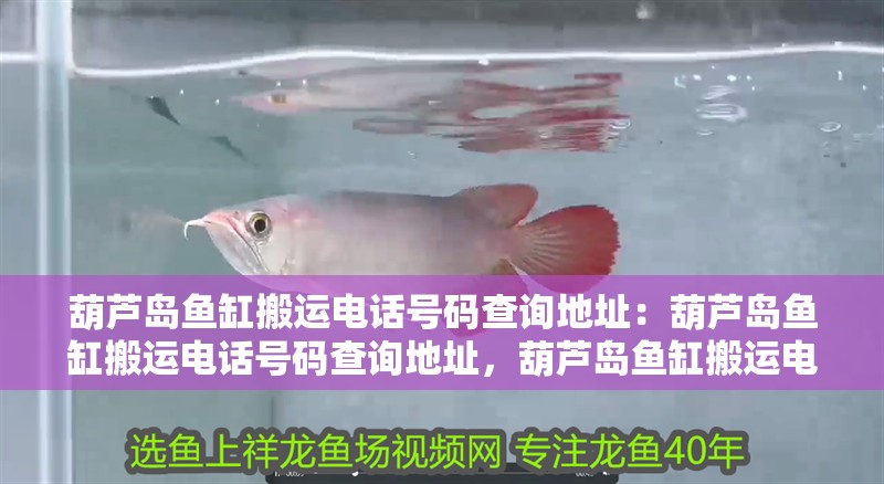 葫蘆島魚缸搬運(yùn)電話號(hào)碼查詢地址：葫蘆島魚缸搬運(yùn)電話號(hào)碼查詢地址，葫蘆島魚缸搬運(yùn)電話號(hào)碼查詢 葫蘆島魚缸搬運(yùn)電話號(hào)碼查詢地址：葫蘆島魚缸搬運(yùn)電話號(hào)碼查詢地址，葫蘆島魚缸搬運(yùn)電話號(hào)碼查詢 觀賞魚百科 第2張