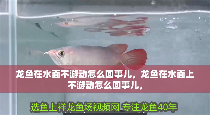 龍魚(yú)在水面不游動(dòng)怎么回事兒，龍魚(yú)在水面上不游動(dòng)怎么回事兒，