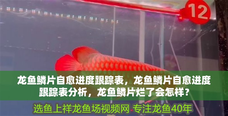 龍魚鱗片自愈進度跟蹤表，龍魚鱗片自愈進度跟蹤表分析，龍魚鱗片爛了會怎樣？ 龍魚鱗片自愈進度跟蹤表，龍魚鱗片自愈進度跟蹤表分析，龍魚鱗片爛了會怎樣？ 龍魚百科