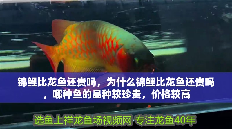錦鯉比龍魚還貴嗎，為什么錦鯉比龍魚還貴嗎，哪種魚的品種較珍貴，價(jià)格較高