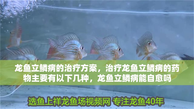 龍魚立鱗病的治療方案，治療龍魚立鱗病的藥物主要有以下幾種，龍魚立鱗病能自愈嗎