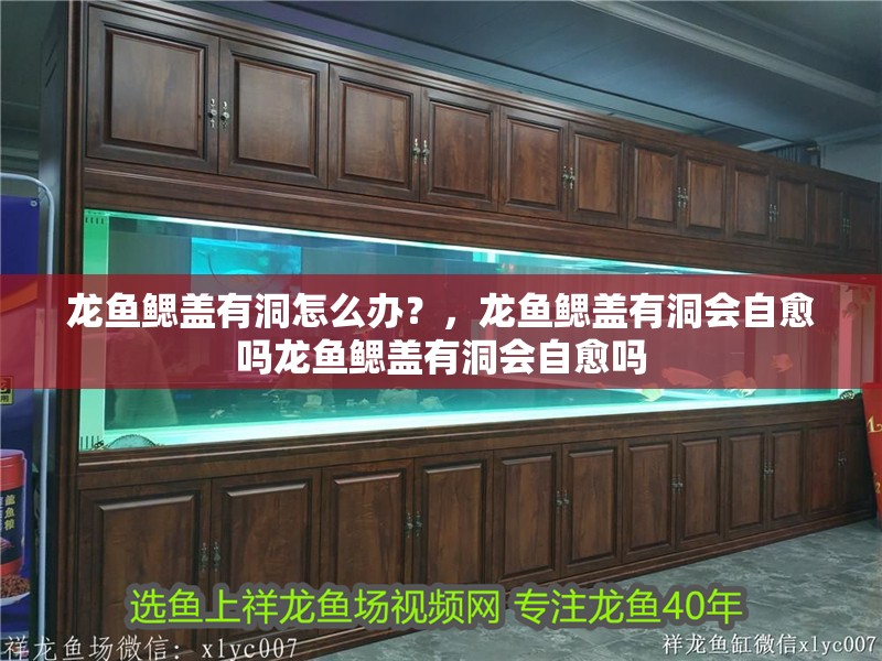 龍魚鰓蓋有洞怎么辦？，龍魚鰓蓋有洞會自愈嗎龍魚鰓蓋有洞會自愈嗎