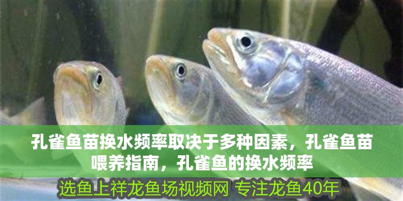 孔雀魚苗換水頻率取決于多種因素，孔雀魚苗喂養(yǎng)指南，孔雀魚的換水頻率