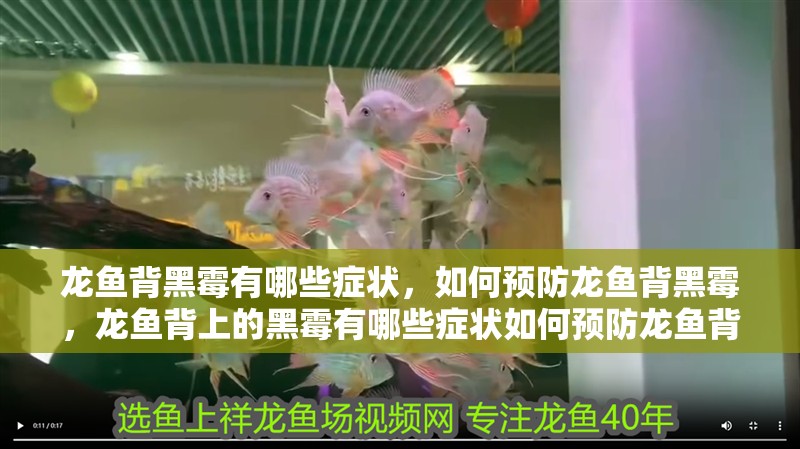 龍魚(yú)背黑霉有哪些癥狀，如何預(yù)防龍魚(yú)背黑霉，龍魚(yú)背上的黑霉有哪些癥狀如何預(yù)防龍魚(yú)背黑霉需要多長(zhǎng)時(shí)間