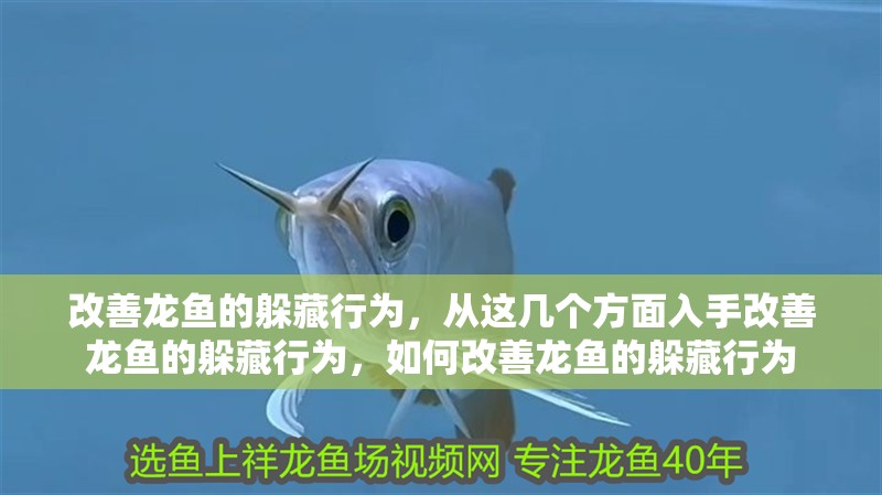 改善龍魚的躲藏行為，從這幾個方面入手改善龍魚的躲藏行為，如何改善龍魚的躲藏行為