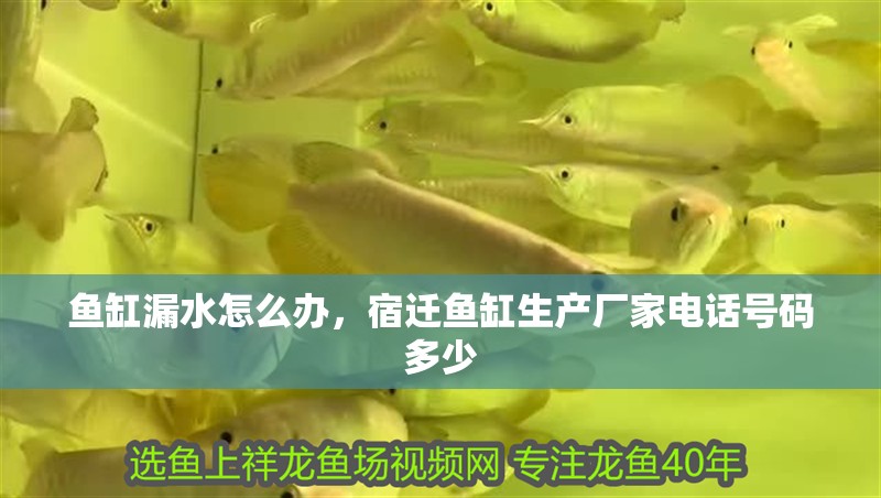 魚缸漏水怎么辦，宿遷魚缸生產廠家電話號碼多少
