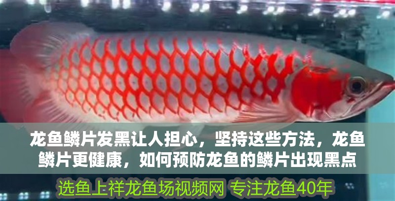 龍魚鱗片發(fā)黑讓人擔(dān)心，堅持這些方法，龍魚鱗片更健康，如何預(yù)防龍魚的鱗片出現(xiàn)黑點