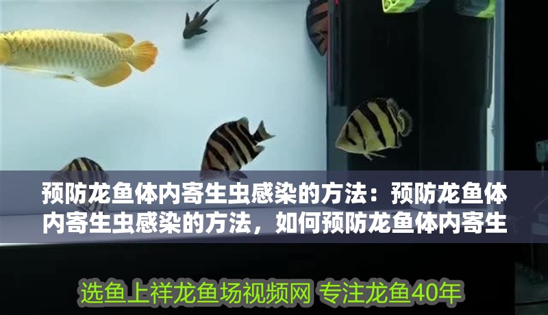 預(yù)防龍魚體內(nèi)寄生蟲感染的方法：預(yù)防龍魚體內(nèi)寄生蟲感染的方法，如何預(yù)防龍魚體內(nèi)寄生蟲感染