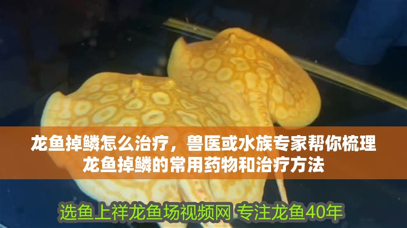 龍魚掉鱗怎么治療，獸醫或水族專家幫你梳理龍魚掉鱗的常用藥物和治療方法