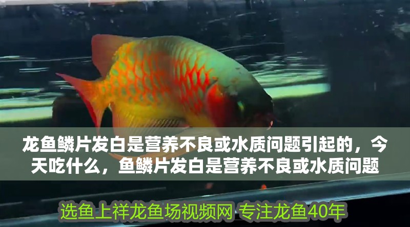 龍魚鱗片發白是營養不良或水質問題引起的，今天吃什么，魚鱗片發白是營養不良或水質問題引起的，今天吃什么