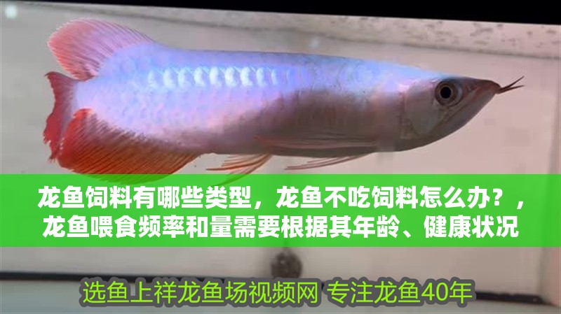 龍魚飼料有哪些類型，龍魚不吃飼料怎么辦？，龍魚喂食頻率和量需要根據(jù)其年齡、健康狀況以及環(huán)境條件來調(diào)整 龍魚飼料有哪些類型，龍魚不吃飼料怎么辦？，龍魚喂食頻率和量需要根據(jù)其年齡、健康狀況以及環(huán)境條件來調(diào)整 龍魚百科 第2張