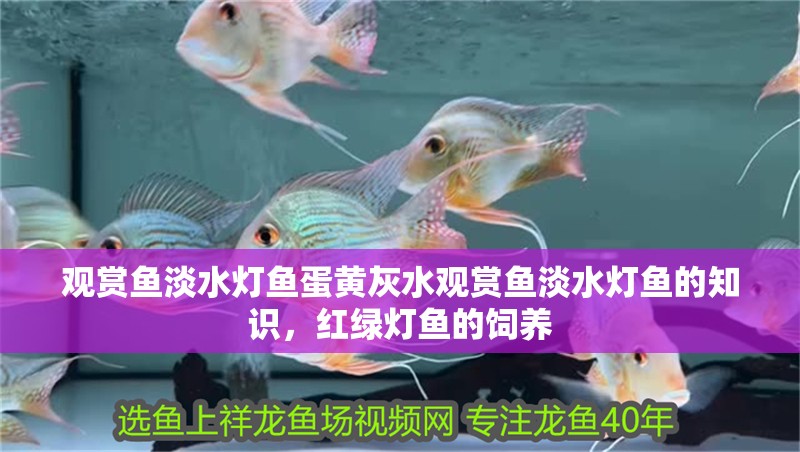 觀賞魚淡水燈魚蛋黃灰水觀賞魚淡水燈魚的知識，紅綠燈魚的飼養