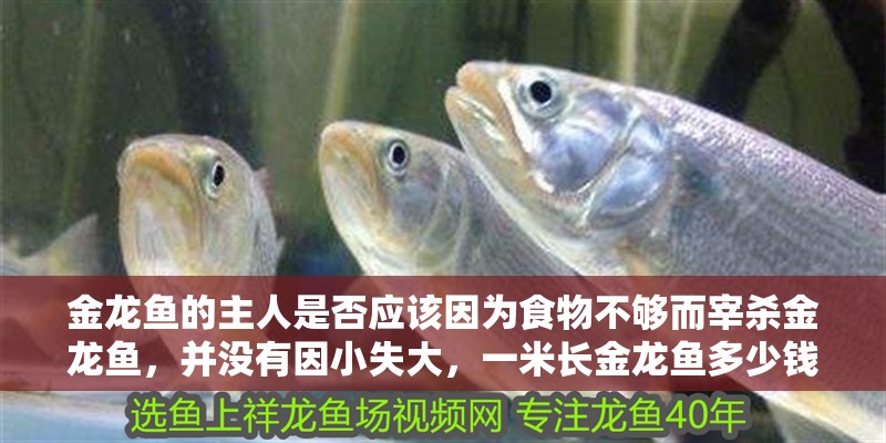 金龍魚的主人是否應該因為食物不夠而宰殺金龍魚，并沒有因小失大，一米長金龍魚多少錢一條圖片和一米長金龍魚多少錢一條圖片
