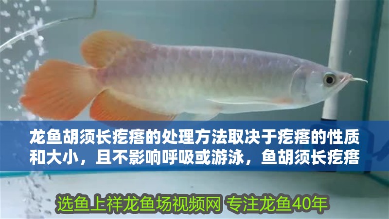 龍魚胡須長疙瘩的處理方法取決于疙瘩的性質和大小，且不影響呼吸或游泳，魚胡須長疙瘩怎么辦？