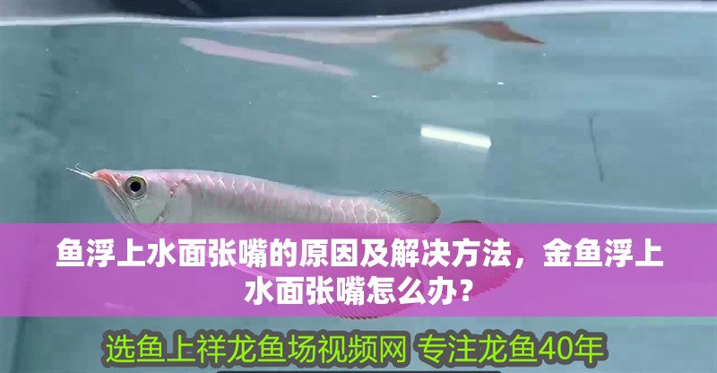 魚浮上水面張嘴的原因及解決方法，金魚浮上水面張嘴怎么辦？