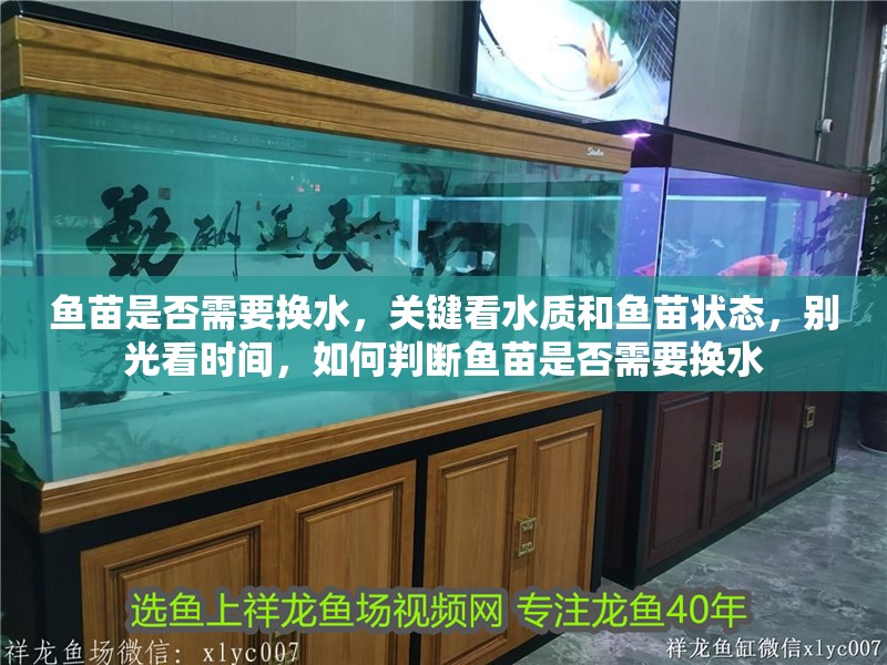 魚苗是否需要換水，關鍵看水質和魚苗狀態，別光看時間，如何判斷魚苗是否需要換水