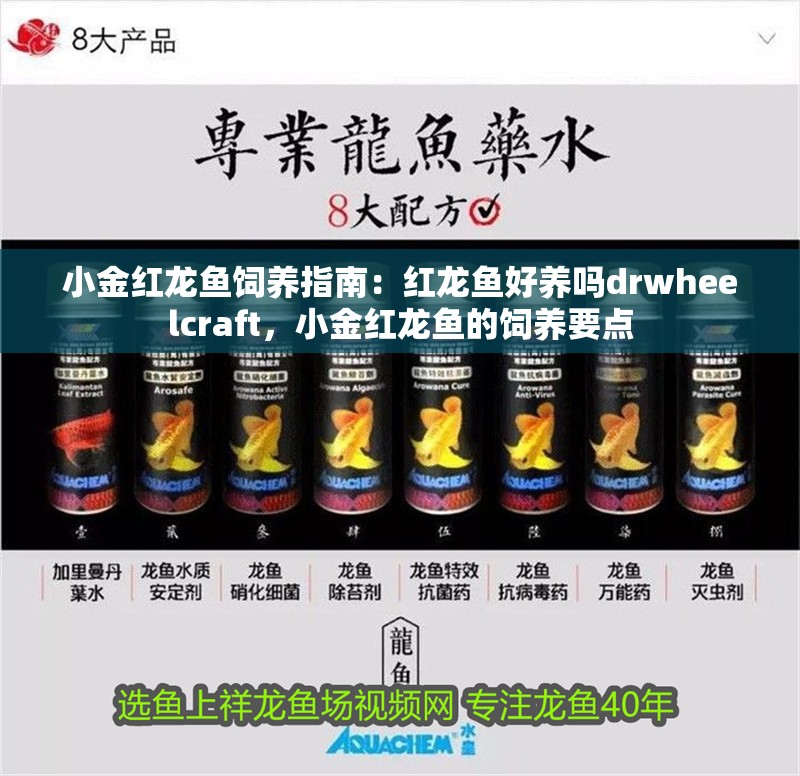 小金紅龍魚飼養指南：紅龍魚好養嗎drwheelcraft，小金紅龍魚的飼養要點