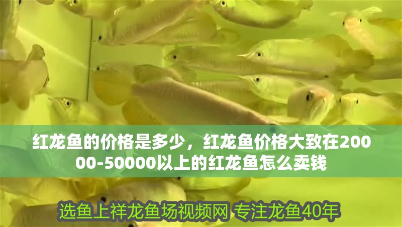 紅龍魚的價格是多少，紅龍魚價格大致在20000-50000以上的紅龍魚怎么賣錢 紅龍魚的價格是多少，紅龍魚價格大致在20000-50000以上的紅龍魚怎么賣錢 觀賞魚百科 第2張