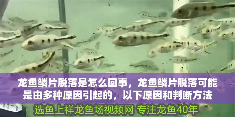 龍魚鱗片脫落是怎么回事，龍魚鱗片脫落可能是由多種原因引起的，以下原因和判斷方法 龍魚鱗片脫落是怎么回事，龍魚鱗片脫落可能是由多種原因引起的，以下原因和判斷方法 龍魚百科