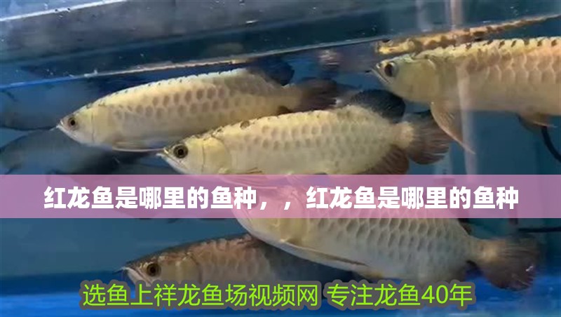 紅龍魚(yú)是哪里的魚(yú)種，，紅龍魚(yú)是哪里的魚(yú)種 紅龍魚(yú)是哪里的魚(yú)種，，紅龍魚(yú)是哪里的魚(yú)種 觀賞魚(yú)百科