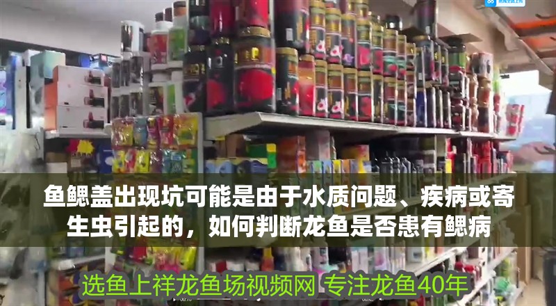 魚鰓蓋出現坑可能是由于水質問題、疾病或寄生蟲引起的，如何判斷龍魚是否患有鰓病