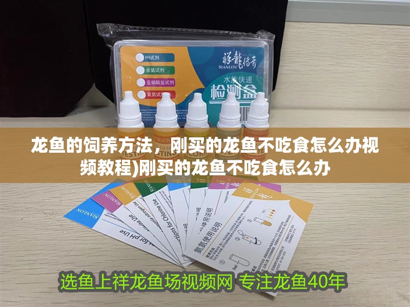 龍魚的飼養(yǎng)方法，剛買的龍魚不吃食怎么辦視頻教程)剛買的龍魚不吃食怎么辦