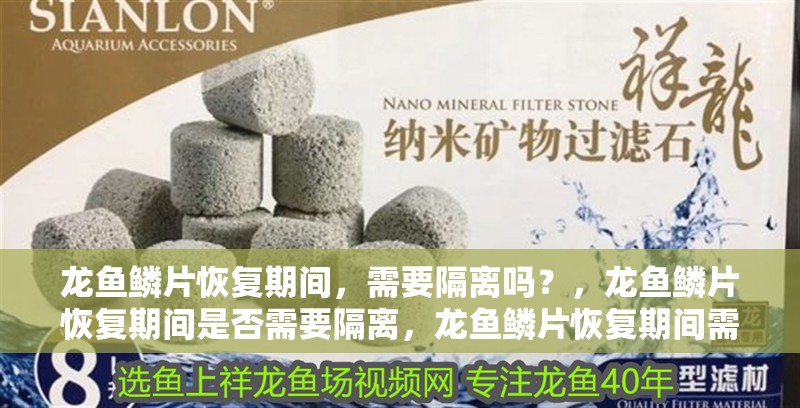 龍魚鱗片恢復(fù)期間，需要隔離嗎？，龍魚鱗片恢復(fù)期間是否需要隔離，龍魚鱗片恢復(fù)期間需要隔離嗎