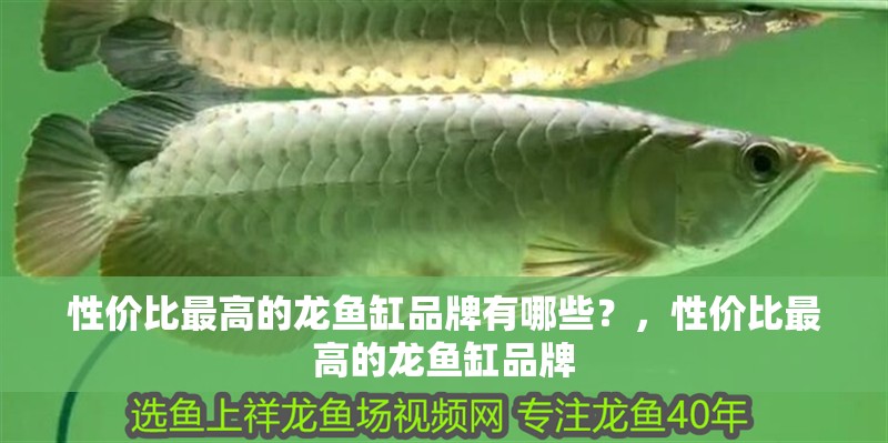 性價比最高的龍魚缸品牌有哪些？，性價比最高的龍魚缸品牌 性價比最高的龍魚缸品牌有哪些？，性價比最高的龍魚缸品牌 觀賞魚百科