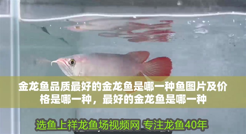 金龍魚品質最好的金龍魚是哪一種魚圖片及價格是哪一種，最好的金龍魚是哪一種 金龍魚品質最好的金龍魚是哪一種魚圖片及價格是哪一種，最好的金龍魚是哪一種 觀賞魚百科 第2張