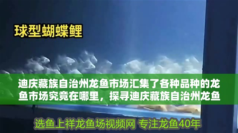 迪慶藏族自治州龍魚市場匯集了各種品種的龍魚市場究竟在哪里，探尋迪慶藏族自治州龍魚市場