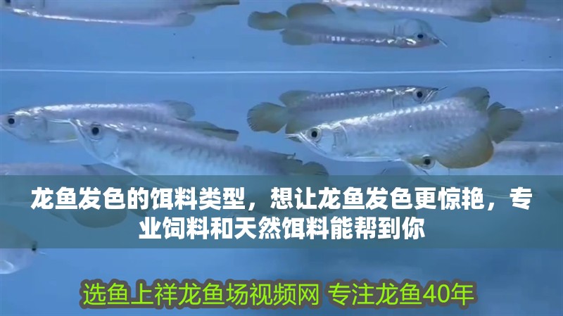 龍魚發色的餌料類型，想讓龍魚發色更驚艷，專業飼料和天然餌料能幫到你