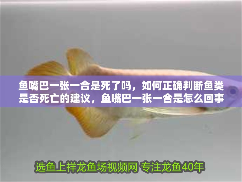 魚嘴巴一張一合是死了嗎，如何正確判斷魚類是否死亡的建議，魚嘴巴一張一合是怎么回事？