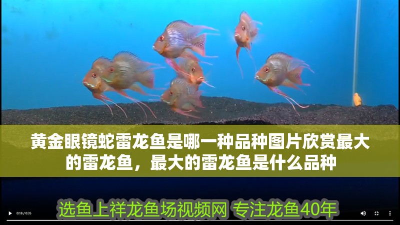 黃金眼鏡蛇雷龍魚(yú)是哪一種品種圖片欣賞最大的雷龍魚(yú)，最大的雷龍魚(yú)是什么品種