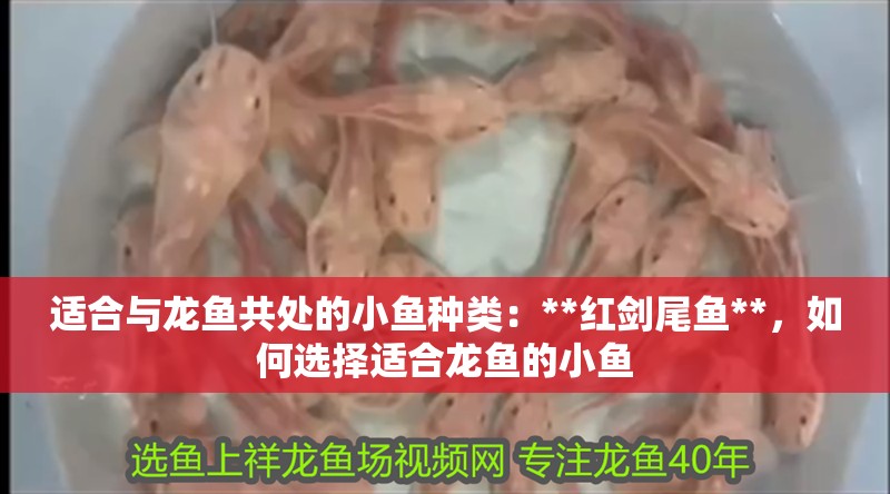 魚缸過(guò)濾器選購(gòu)指南:自制魚缸過(guò)濾器魚缸上置過(guò)濾器對(duì)于養(yǎng)魚愛好者的必備知識(shí) 適合與龍魚共處的小魚種類:**紅劍尾魚**,如何選擇適合龍魚的小魚 龍魚百科 適合與龍魚共處的小魚種類:**紅劍尾魚**,如何選擇適合龍魚的小魚 適合與龍魚共處的小魚種類:**紅劍尾魚**,如何選擇適合龍魚的小魚 龍魚百科