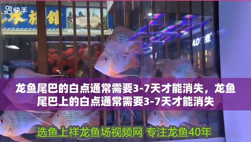 龍魚尾巴的白點通常需要3-7天才能消失，龍魚尾巴上的白點通常需要3-7天才能消失