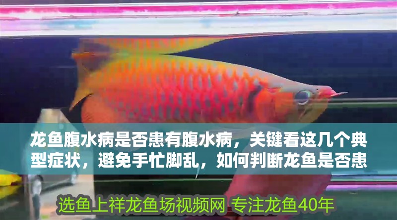 龍魚腹水病是否患有腹水病，關鍵看這幾個典型癥狀，避免手忙腳亂，如何判斷龍魚是否患有腹水病