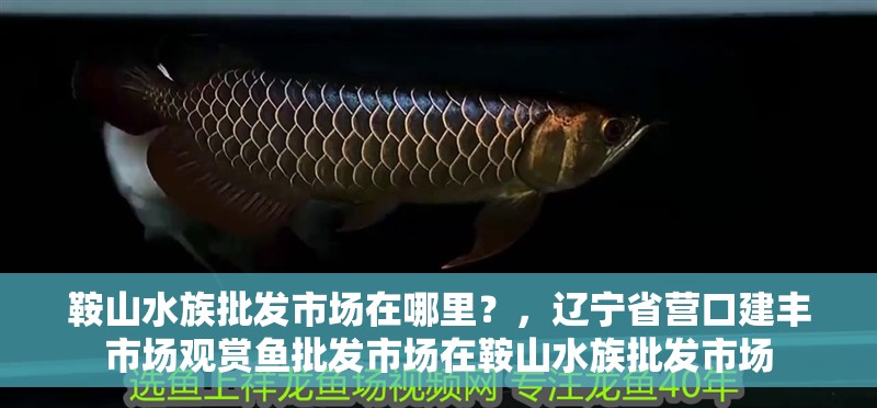 鞍山水族批發(fā)市場在哪里？，遼寧省營口建豐市場觀賞魚批發(fā)市場在鞍山水族批發(fā)市場