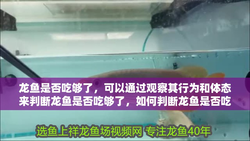 龍魚是否吃夠了，可以通過觀察其行為和體態來判斷龍魚是否吃夠了，如何判斷龍魚是否吃夠了