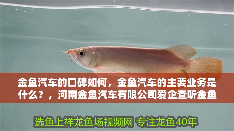 金魚汽車的口碑如何，金魚汽車的主要業務是什么？，河南金魚汽車有限公司愛企查聽金魚汽車有哪些車型