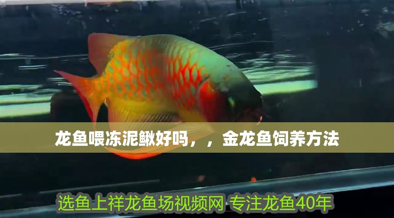 龍魚喂凍泥鰍好嗎，，金龍魚飼養方法