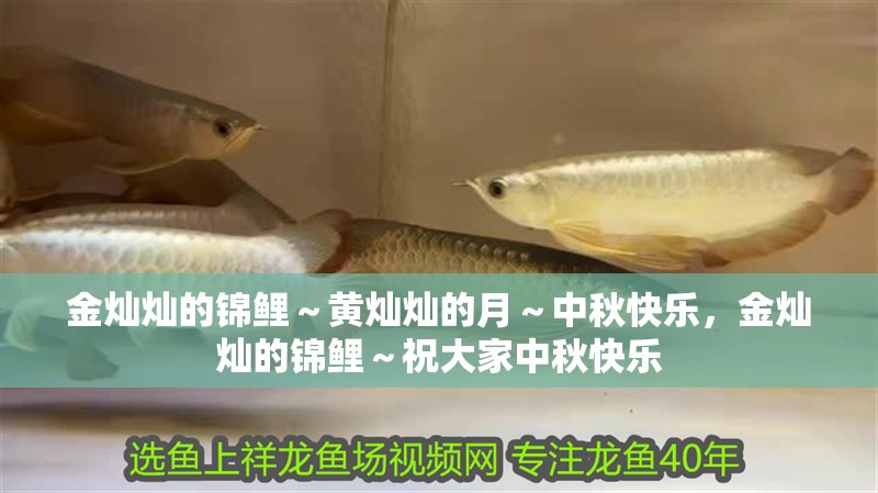 金燦燦的錦鯉～黃燦燦的月～中秋快樂，金燦燦的錦鯉～祝大家中秋快樂