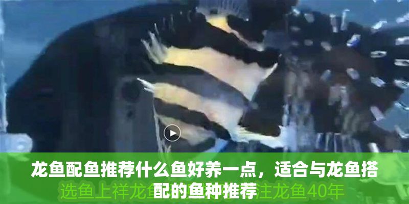 龍魚配魚推薦什么魚好養一點，適合與龍魚搭配的魚種推薦